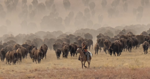 Buffalo-Roundup_2.jpg